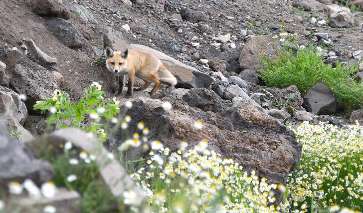 Kars’ta yavrularıyla yiyecek arayan kızıl tilkiyi vatandaşlar besledi G4