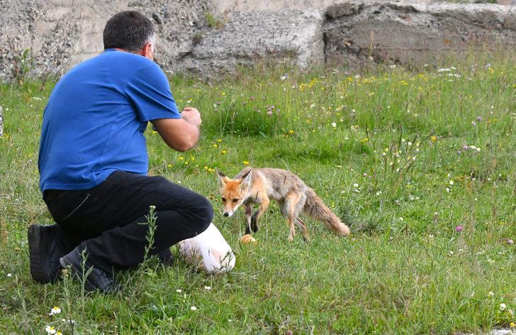 Kars’ta yavrularıyla yiyecek arayan kızıl tilkiyi vatandaşlar besledi G5