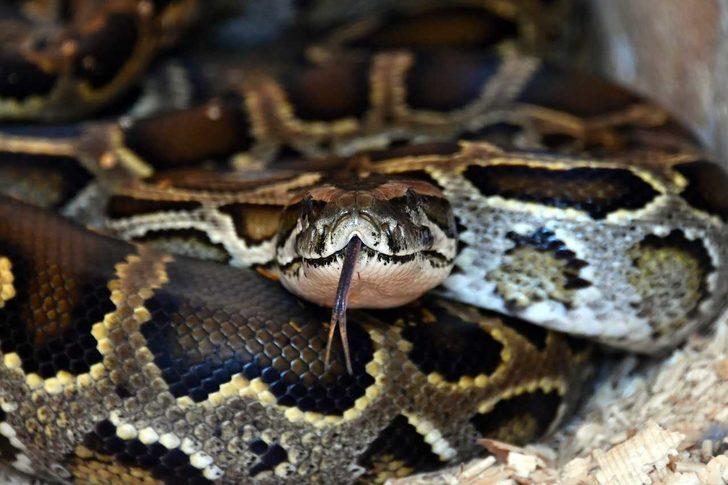 İzmir'den Tarsus Doğa Parkı'na Bengal kaplanı, 4 piton ve 2 deve kuşu getirildi G2