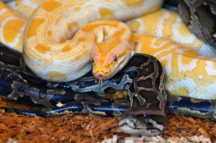 İzmir'den Tarsus Doğa Parkı'na Bengal kaplanı, 4 piton ve 2 deve kuşu getirildi G3