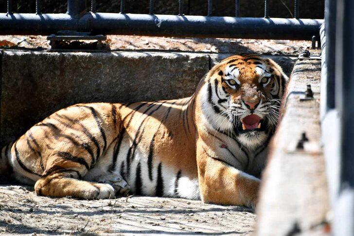 İzmir'den Tarsus Doğa Parkı'na Bengal kaplanı, 4 piton ve 2 deve kuşu getirildi G4