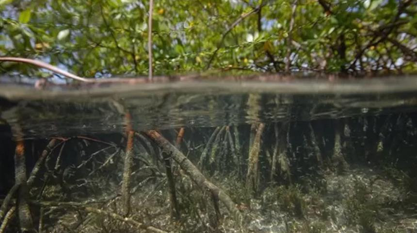 Dünyanın en büyüğü! Çıplak gözle bile görülebiliyor