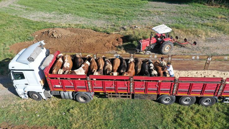 Muş'tan büyükşehirlere kurbanlık sevkiyatı başladı G1