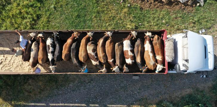 Muş'tan büyükşehirlere kurbanlık sevkiyatı başladı G2