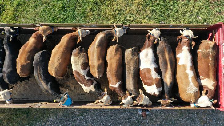Muş'tan büyükşehirlere kurbanlık sevkiyatı başladı G3