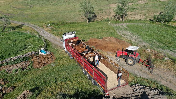 Muş'tan büyükşehirlere kurbanlık sevkiyatı başladı G4