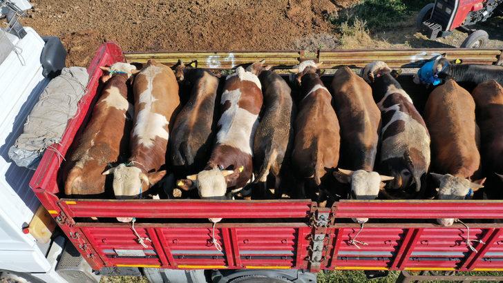 Muş'tan büyükşehirlere kurbanlık sevkiyatı başladı G5