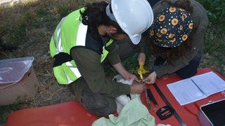 Sinop'ta leylek yavruları haklarında detaylı bilgi edinebilmek için halkalandı