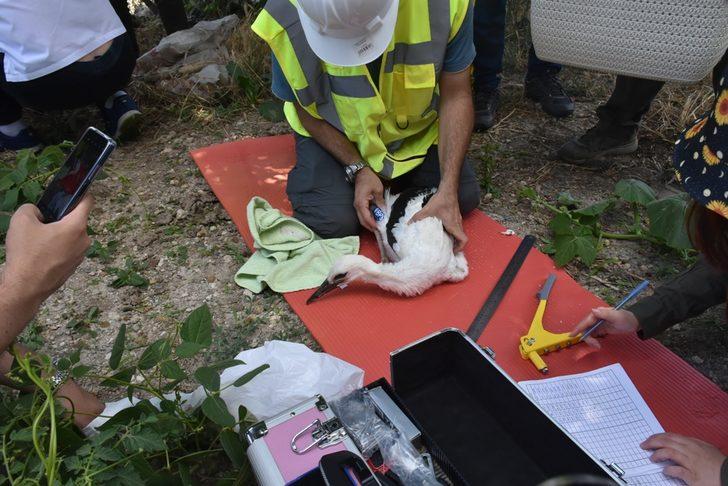 Sinop'ta leylek yavruları haklarında detaylı bilgi edinebilmek için halkalandı G2