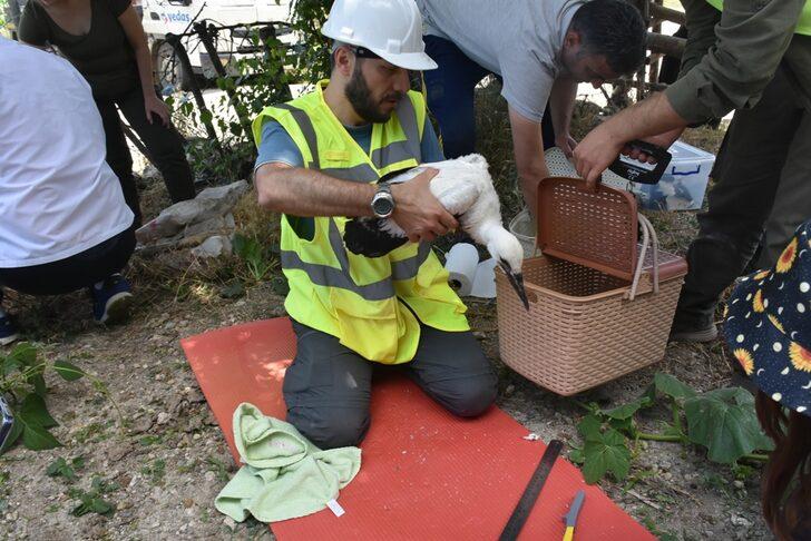 Sinop'ta leylek yavruları haklarında detaylı bilgi edinebilmek için halkalandı G3