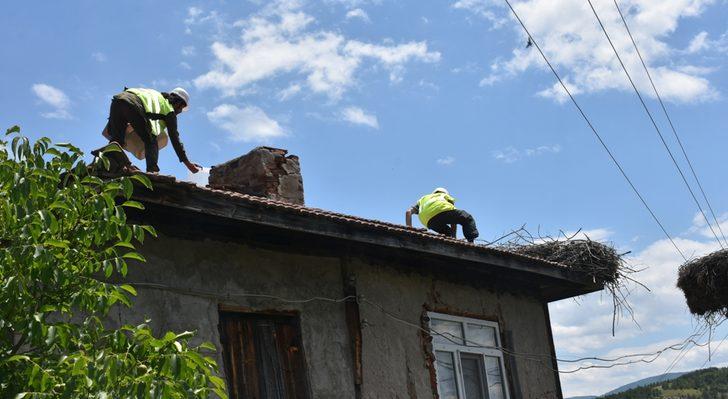 Sinop'ta leylek yavruları haklarında detaylı bilgi edinebilmek için halkalandı G4