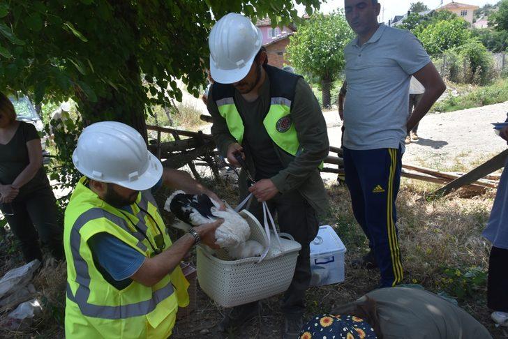 Sinop'ta leylek yavruları haklarında detaylı bilgi edinebilmek için halkalandı G5