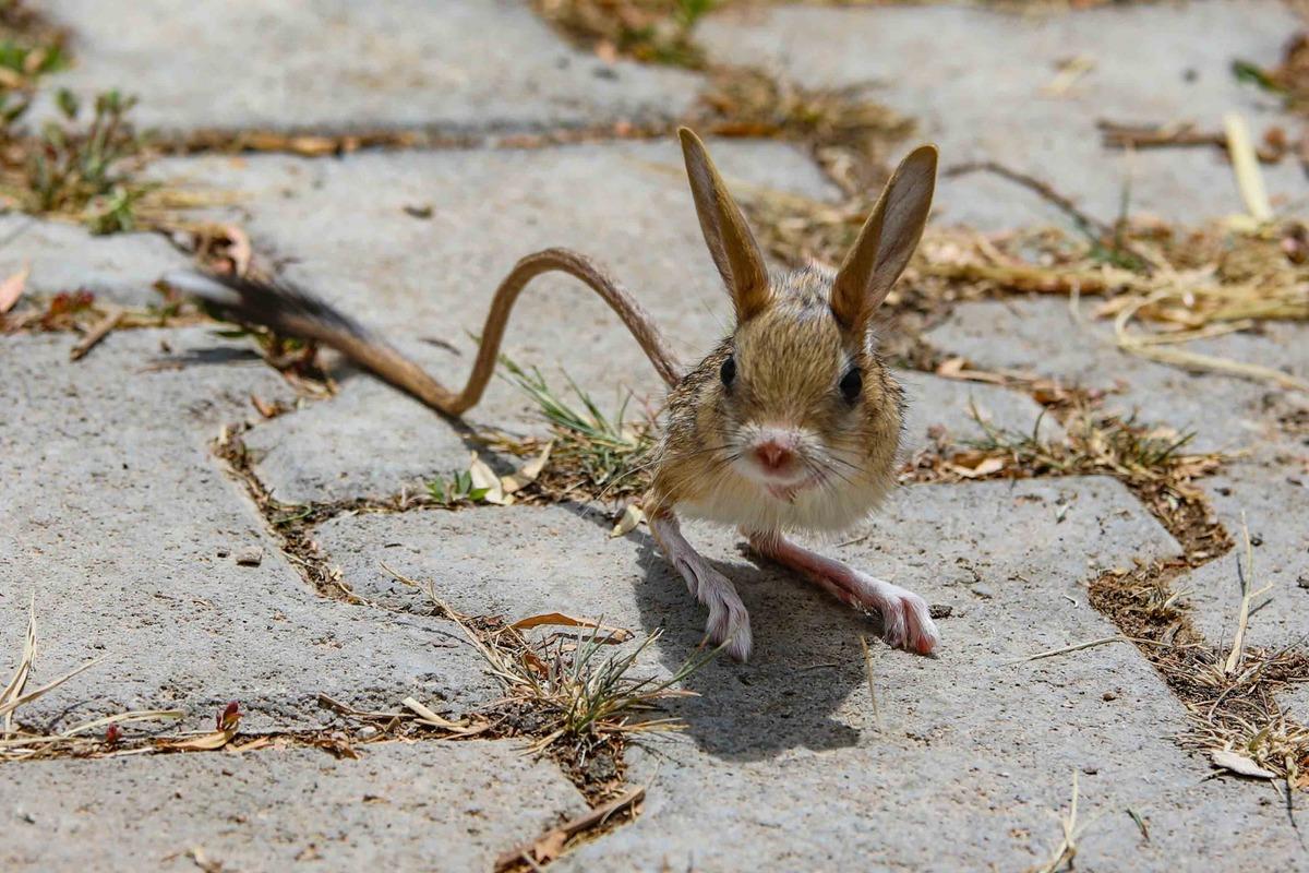 Van'da anneleri &ouml;len 5 Arap tavşanı yavrusu koruma altına alındı