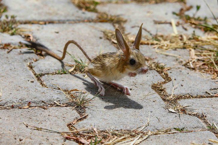 Van'da anneleri ölen 5 Arap tavşanı yavrusu koruma altına alındı G2