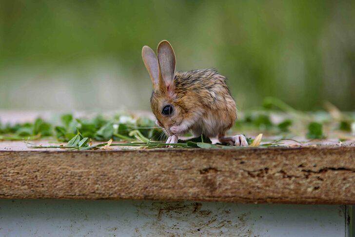 Van'da anneleri ölen 5 Arap tavşanı yavrusu koruma altına alındı G4