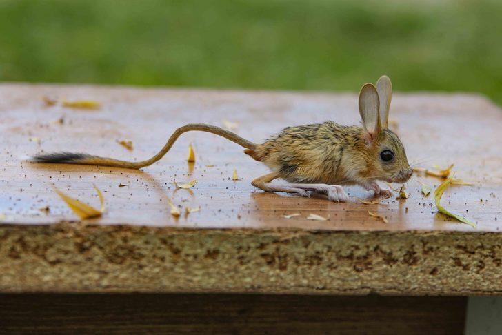 Van'da anneleri ölen 5 Arap tavşanı yavrusu koruma altına alındı G5