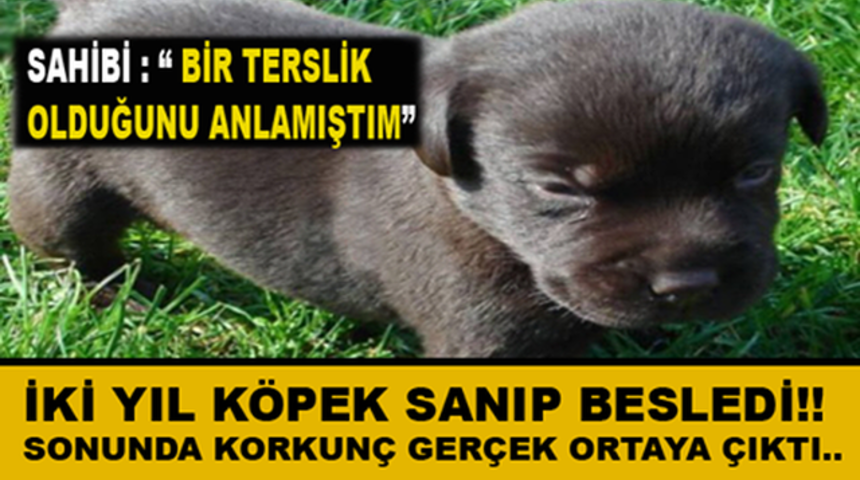 2 Yıl Boyunca K&ouml;pek Diye Besledi Bakın Ne &Ccedil;ıktı?