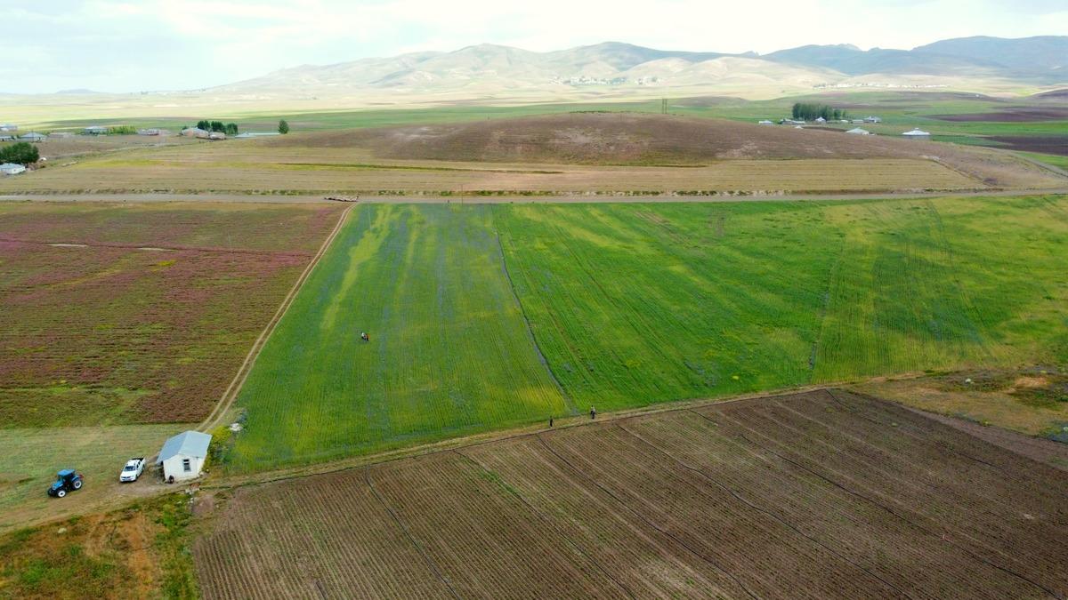 Van'ın &Ouml;zalp il&ccedil;esinde 1500 ton arpa hasadı bekleniyor