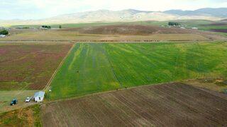 Van'ın Özalp ilçesinde 1500 ton arpa hasadı bekleniyor