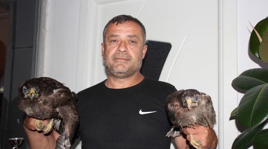 Ormanlık alanda bulunan 2 doğan yavrusu korumaya alındı