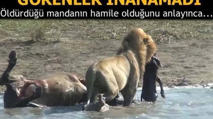 Öldürdüğü Mandanın Hamile Olduğunu Gören Aslan Bakın Ne Yaptı ŞOK Olucaksınız!