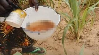 Kulağa iğrenç gelse de onlar insan idrarı kullanıyor! Kokusu kötü ama verim yüzde 30 arttı