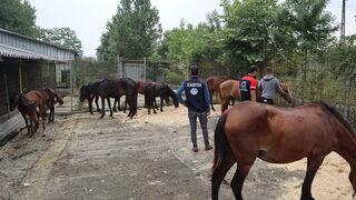 Bir il bunu konuşuyor! İnsanlara at eti yedireceklerdi, suçüstü yakalandılar
