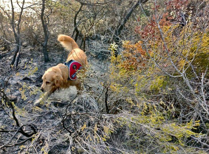Marmaris'teki yangının başladığı alanı hassas burnuyla "Kadro" tespit etti G1