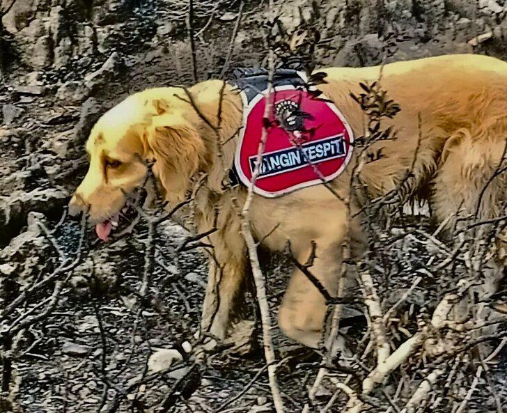 Marmaris'teki yangının başladığı alanı hassas burnuyla "Kadro" tespit etti G2