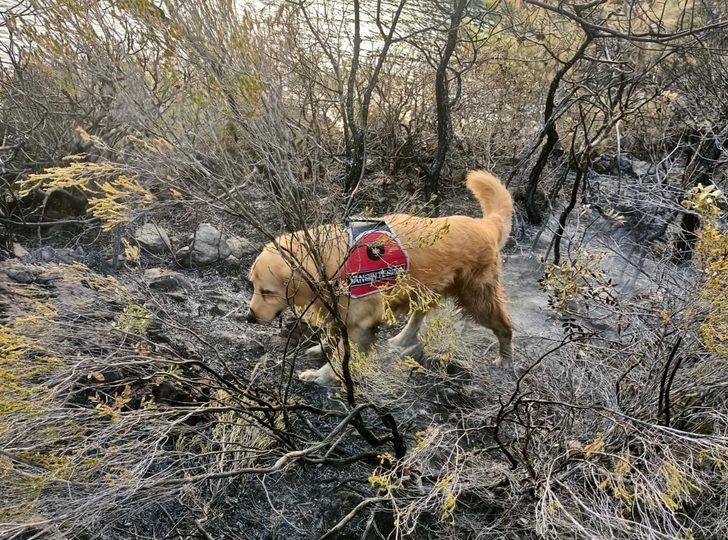 Marmaris'teki yangının başladığı alanı hassas burnuyla "Kadro" tespit etti G3