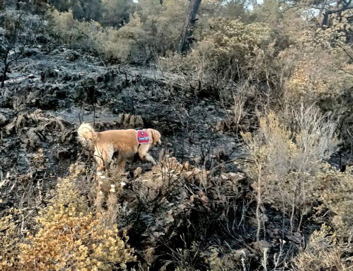 Marmaris'teki yangının başladığı alanı hassas burnuyla "Kadro" tespit etti G4