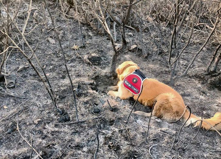Marmaris'teki yangının başladığı alanı hassas burnuyla "Kadro" tespit etti G5