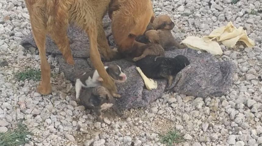 Muğla'da yağmur suyu kanalında mahsur kalan köpek ve 6 yavrusu kurtarıldı