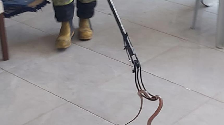 Fethiye'de iş yerine giren yılan itfaiye ekibince yakalandı