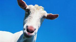 Polis her yerde onu arıyor! Evcil keçiyi kaçırdı, banyoda tecavüz etti