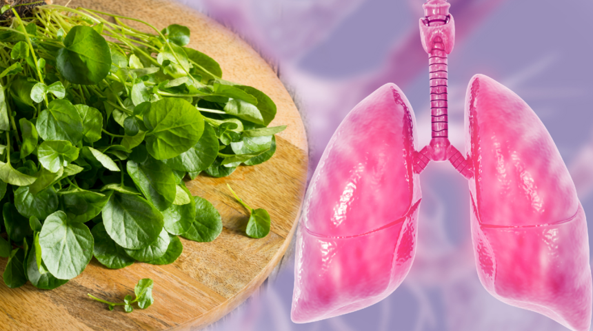 Kanseri önler, toksinlerden arındırır... Akciğeri pırıl pırıl yapan kür!