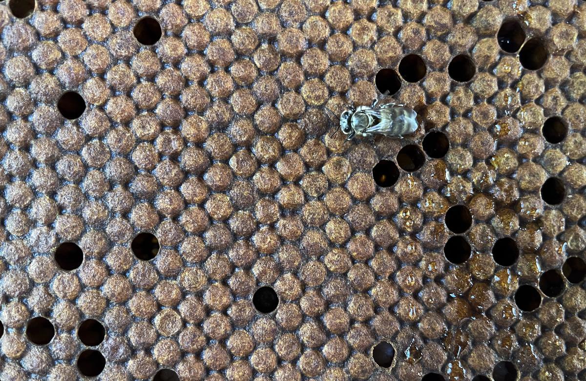 "Yığılca arısı" T&uuml;rkiye'nin tescillenen 5. arı ırkı oldu