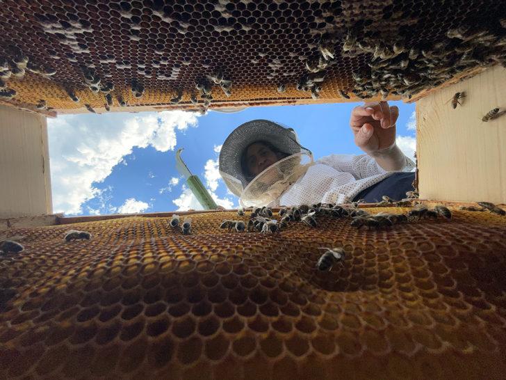 "Yığılca arısı" Türkiye'nin tescillenen 5. arı ırkı oldu G2