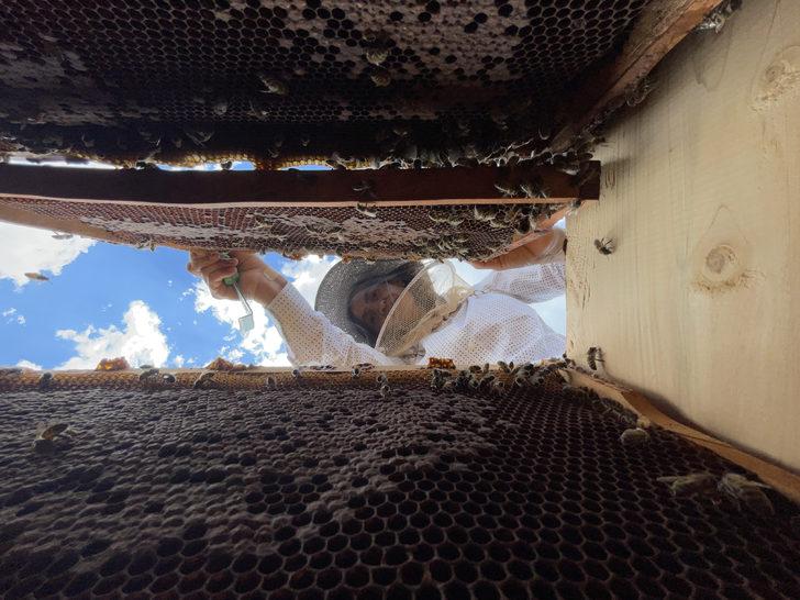 "Yığılca arısı" Türkiye'nin tescillenen 5. arı ırkı oldu G3