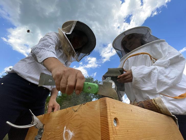 "Yığılca arısı" Türkiye'nin tescillenen 5. arı ırkı oldu G4