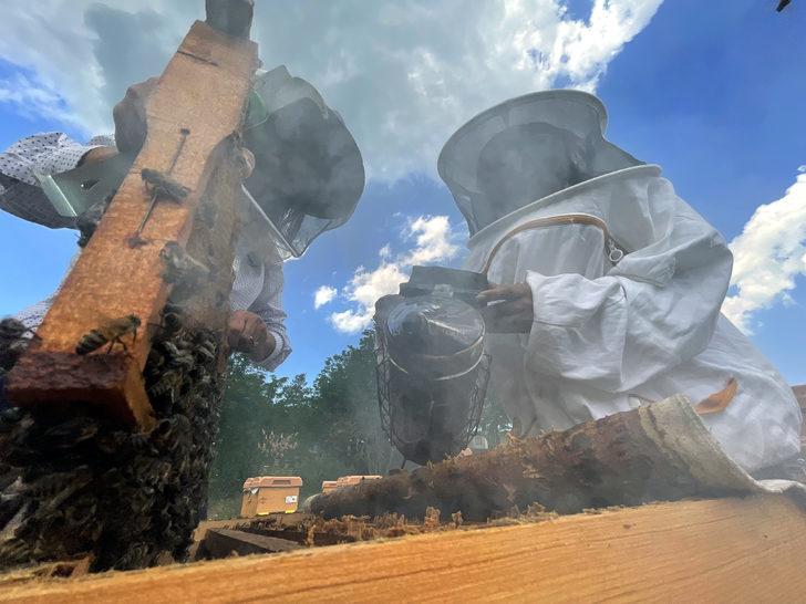 "Yığılca arısı" Türkiye'nin tescillenen 5. arı ırkı oldu G5