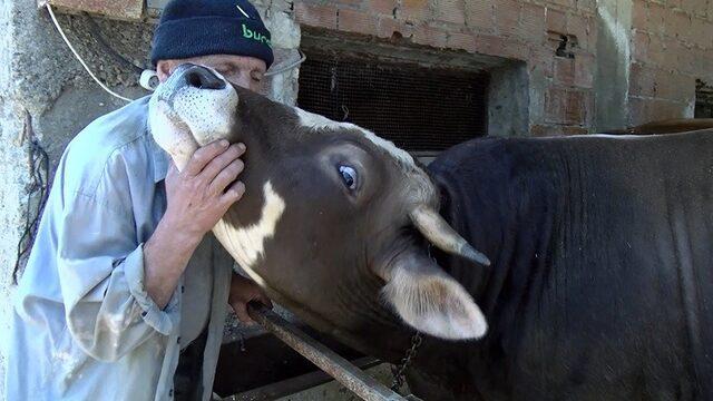 Bursa'da boğalara fısıldayan adam: 7 sene çobanlık yapan insan cennetlik