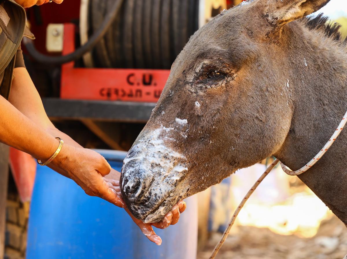 Marmaris'teki yangından yaralı kurtulan eşek tedavi altına alındı