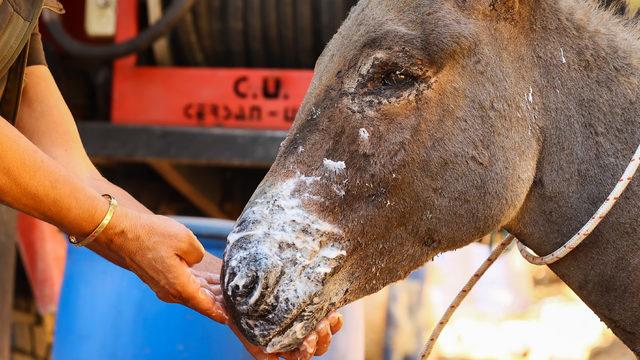 Marmaris'teki yangından yaralı kurtulan eşek tedavi altına alındı