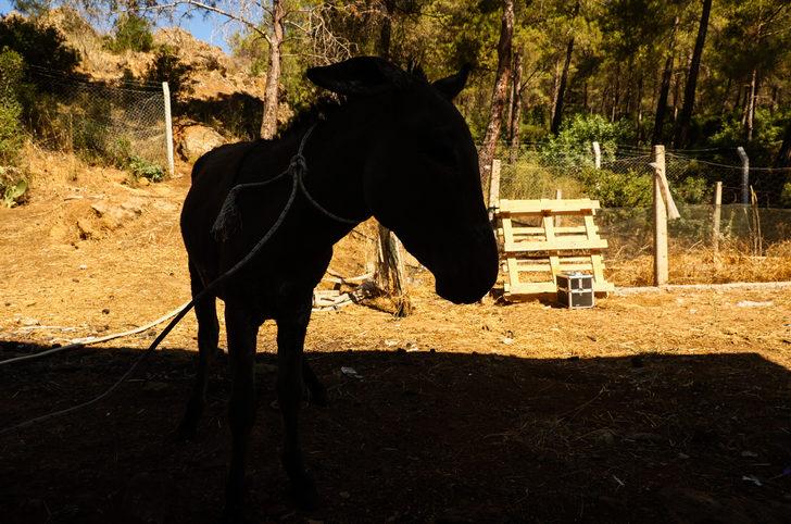Marmaris'teki yangından yaralı kurtulan eşek tedavi altına alındı G2