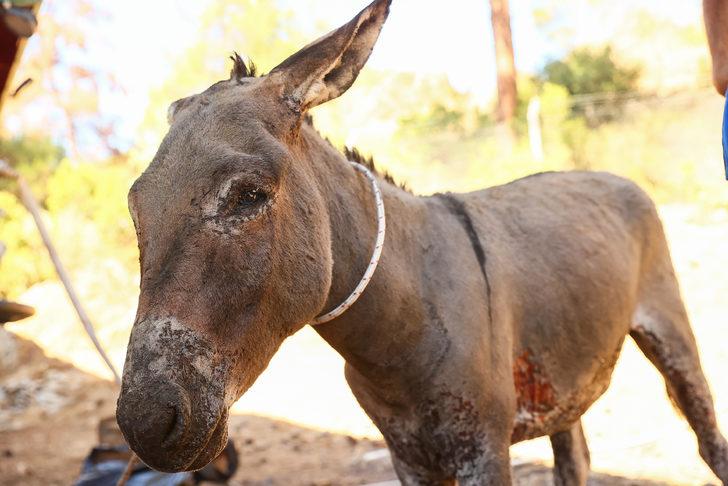 Marmaris'teki yangından yaralı kurtulan eşek tedavi altına alındı G3