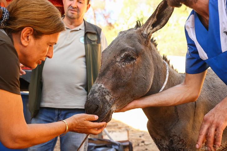 Marmaris'teki yangından yaralı kurtulan eşek tedavi altına alındı G4