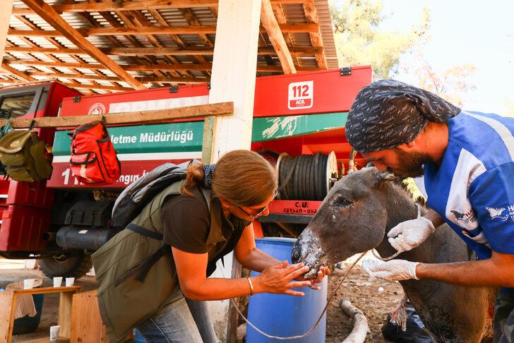 Marmaris'teki yangından yaralı kurtulan eşek tedavi altına alındı G5