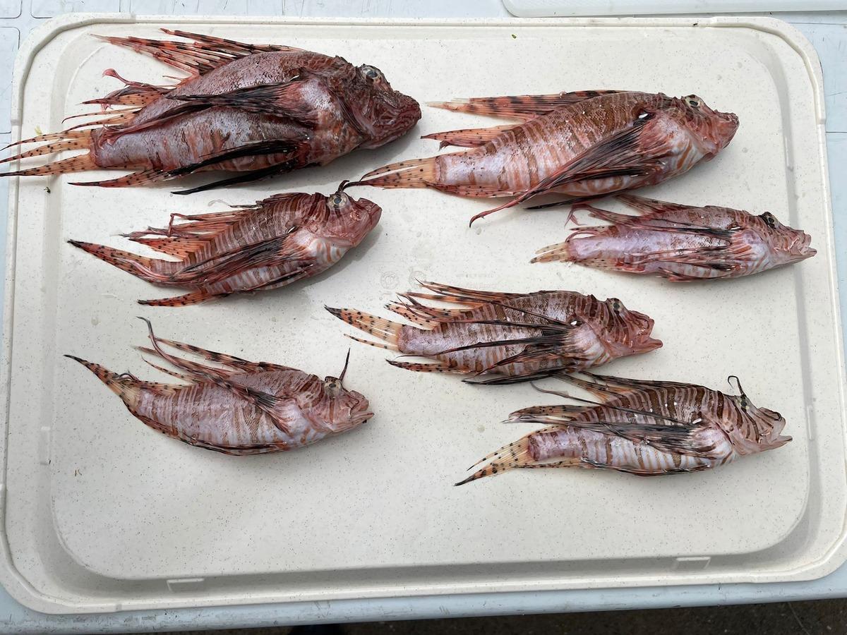 İskenderun K&ouml;rfezi'nde aslan balığı avlama etkinliği d&uuml;zenlendi