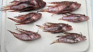 İskenderun Körfezi'nde aslan balığı avlama etkinliği düzenlendi